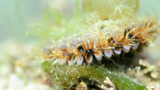 Scallop in the ocean