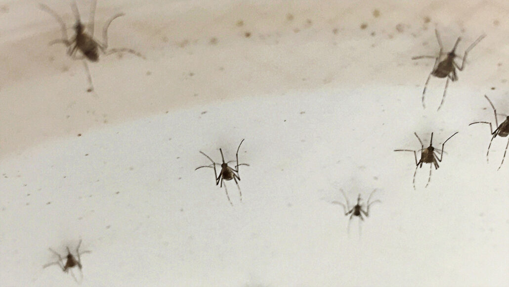 Aedes aegypti mosquitoes