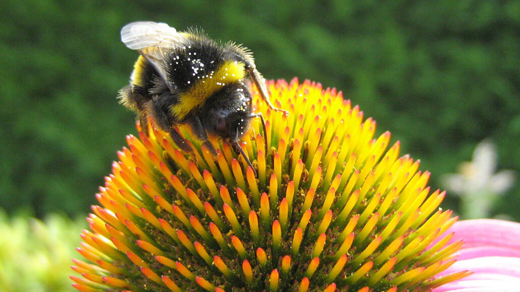 photo of a bumblebee on a coneflower