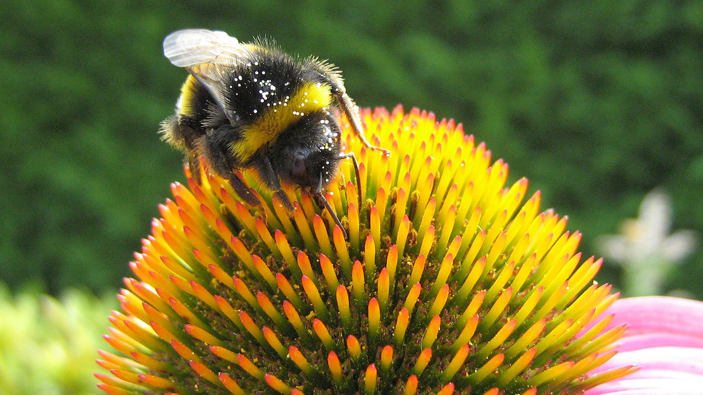 Flower shape and size impact bees' chances of catching gut parasites