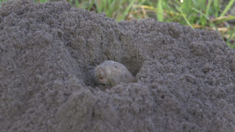 photo of a southeastern pocket gopher emerging from a hole
