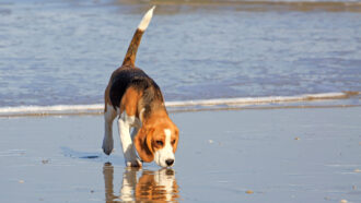 photo of a beagle sniffing sand on a beach