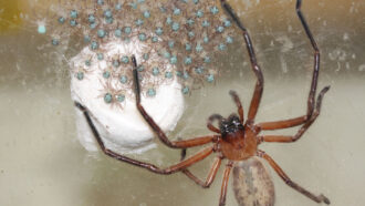 Dozens of tiny Delena huntsman spiderlings in or near their white egg sac, surrounded by their much larger, red-legged mother.