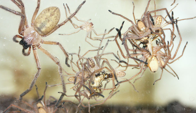 Two clusters of hungry young huntsman spiders — from their mom’s different clutches — feast on crickets. At the bottom of the right-hand cluster, an older, immature male feeds among younger half-sibs in the unusually family-tolerant Delena cancerides.