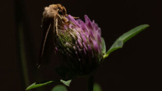 yellow underwing moth on a red clover flower at night