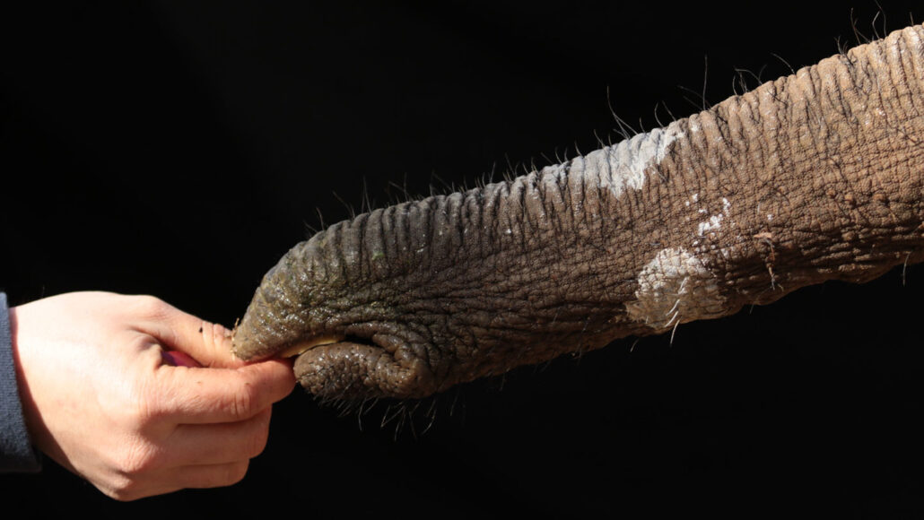 an elephant trunk grabbing something from a human hand