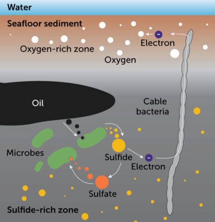 diagram showing how cable bacteria can assist oil spill cleanups