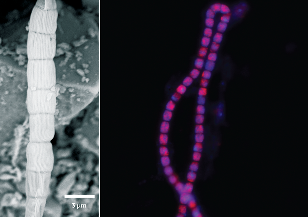 composite microscope images of a close-up showing parallel fibers (in black and white) and a cable bacterium (in false color pink and purple)