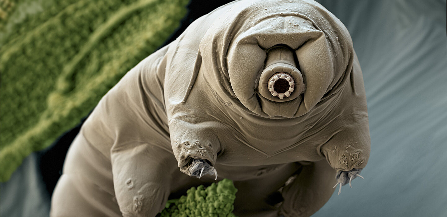 What makes tardigrades so tough? | Science News