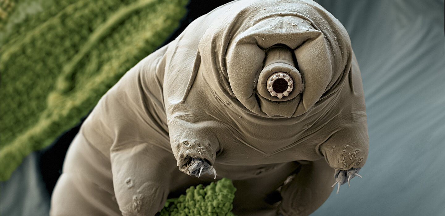 A tardigrade