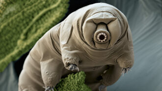 A tardigrade