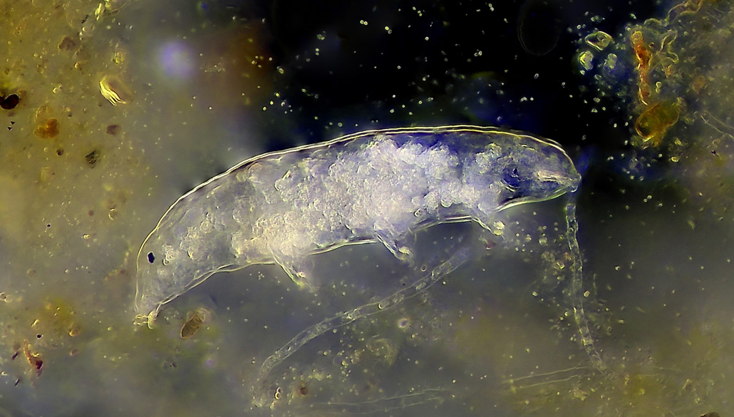 Microscopic tardigrades