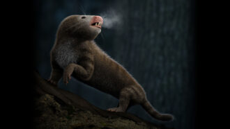 an illustration of a mammal ancestor, with a rodent-like head and long furry body, exhaling hot air on a cold night