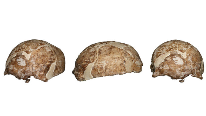 a 14,000-year-old partial skull of an ancient hominid shown from multiple angles