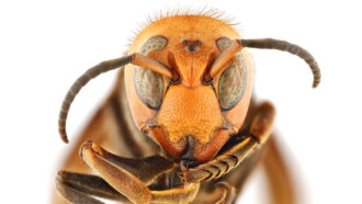 portrait of a northern giant hornet specimen