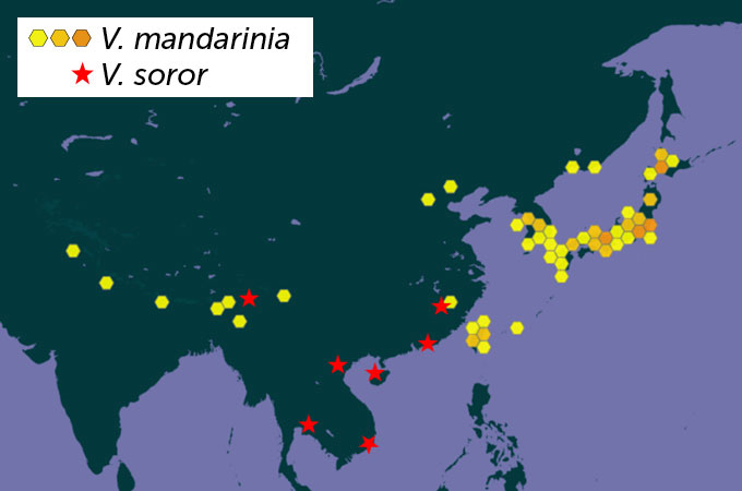 map of native ranges of the newly named northern (Central and East Asia) and southern giant hornets (mostly Southeast Asia)