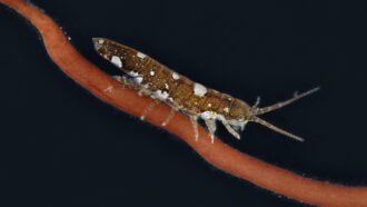 A small crustacean, Idotea balthica, that looks like a small clawless lobster, climbs along a stalk of red algae