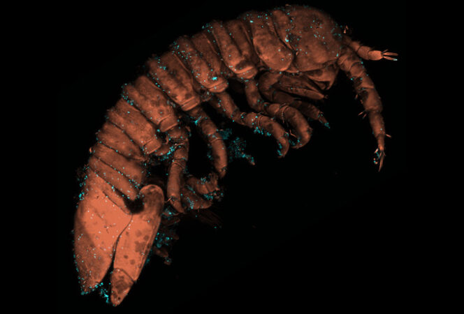 A 3-D reconstruction of an isopod crustacean, showing a body made of lobster-like plates. Tiny green dots indicate algal sex cells