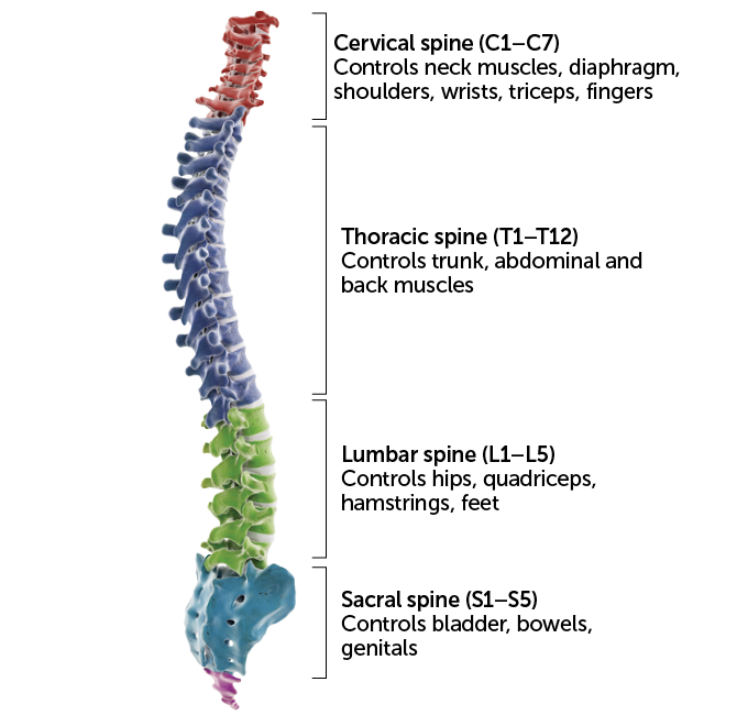 diagram showing which sections of the spinal cord control different parts of the body