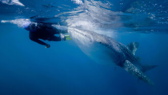 Tropical fish biologist Mark Meekan, in a dive suit, swims near the nose of a whale shark.