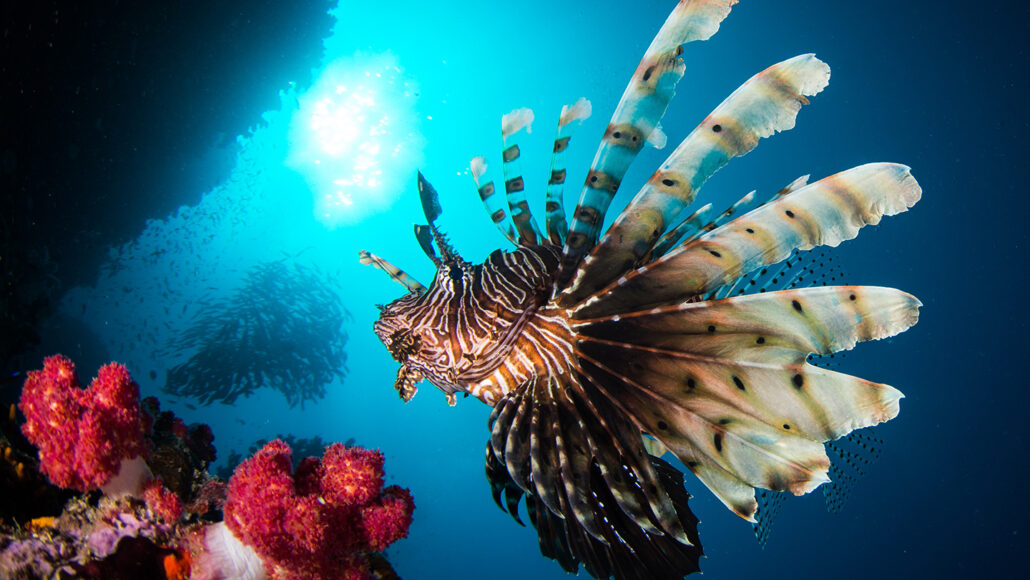 A red lionfish with fins spread wide next to bright red coral