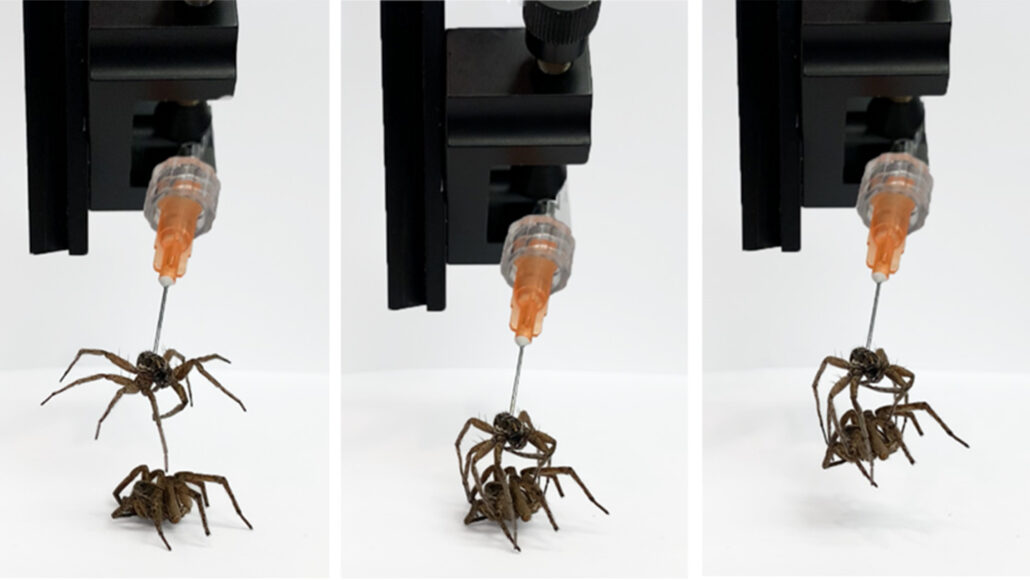 three sequence images of a syringe stuck in a dead wolf spider as it picks up a spider corpse