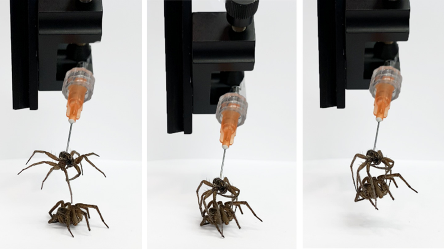 Scientists turned dead spiders into robots