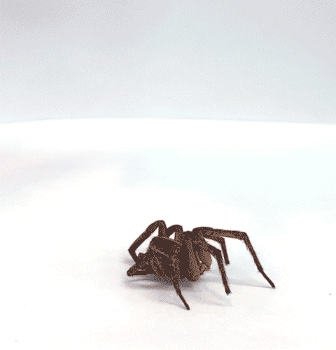 animation of a necrobot gripper picking up a dead wolf spider