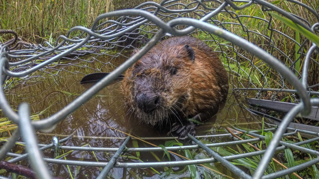 A beaver in a cage, partially submerged in water and surrounded by grass