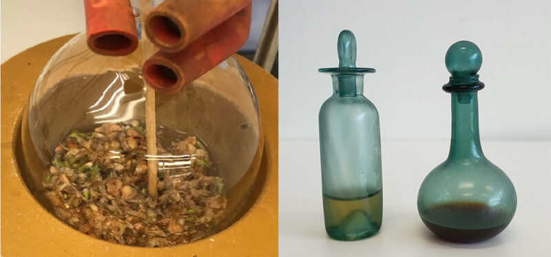 Left photo: glass container with rosemary flowers boiling in white wine.  Right photo: Two bottles stopped against a white background.  The bottle on the left contains the clear colored liquid resulting from the rosemary flowers and the wine.  The right one contains an extract of a myrrh concoction and is darker in color.