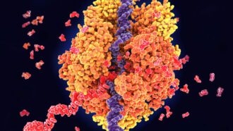 Yeast DNA transcription