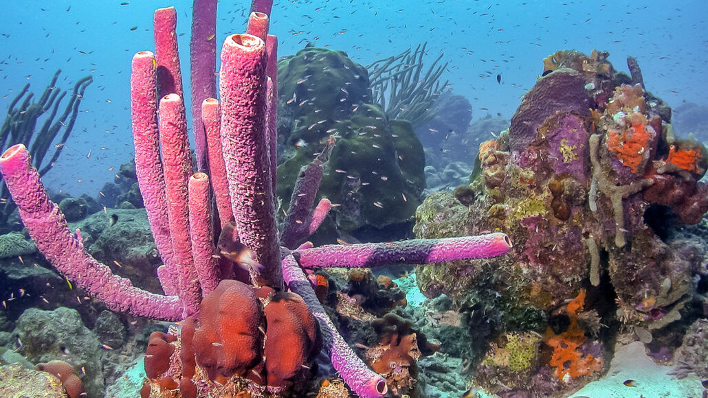 A pink Caribbean tube sponge in the midst of a reef with tiny fish swimming around it