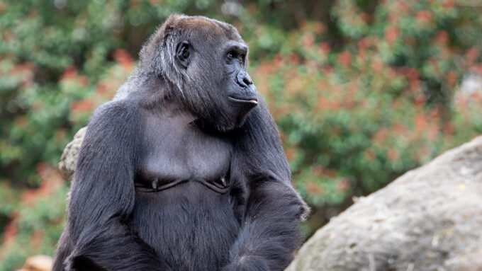 Sukari sits pensively by a rock in a zoo enclosure