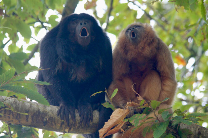 two howler monkeys sitting in a tree