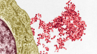 an electron micrograph showing red viruses leaving a B cell