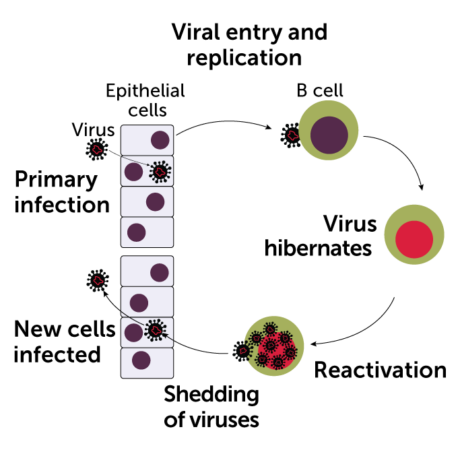 a diagram showing they cycle of Epstein-Barr virus infecting epithelial and immune system B-cells