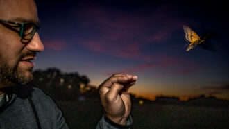 an ecologist releases a hawkmoth at dusk