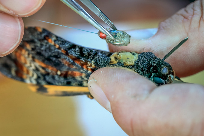 Nahaufnahme eines Totenkopfschwärmers, während ein Forscher einen Tracker auf seinen Rücken legt