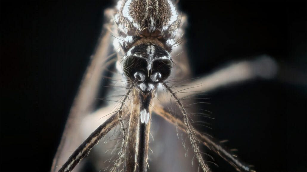 A close-up of an Aedes aegypti mosquito