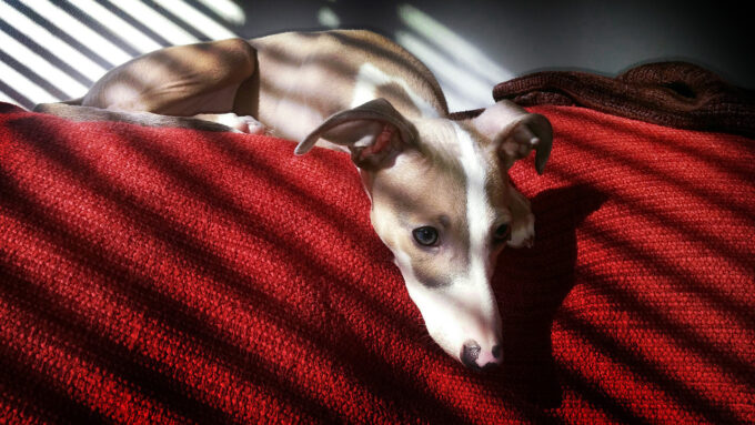 an Italian greyhound leaning on a red couch, with light streaming in through blinds