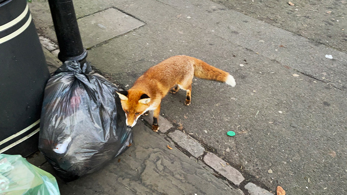 Een rode vos die een vuilniszak onderzoekt