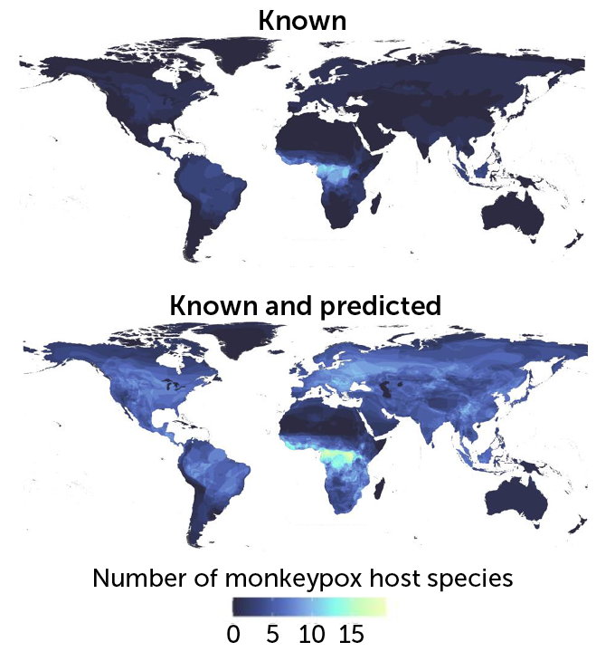  A map of the world showing both known and predicted monkeypox host species, showing the highest number in central Africa but higher numbers in North America, South America, Europe and Asia than the other map