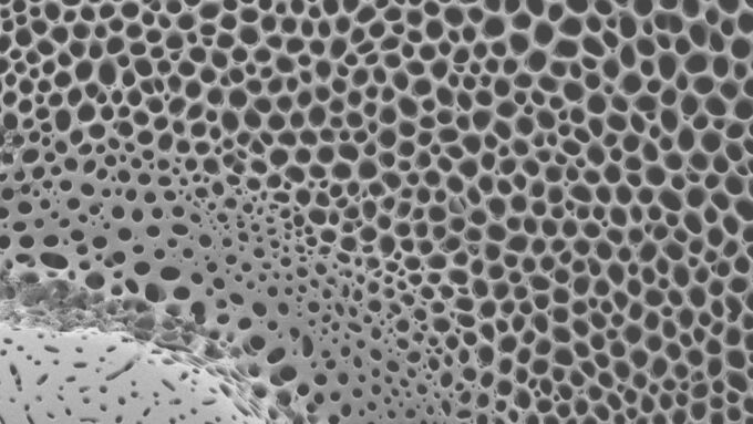 A scanning electron microscope image of a sea urchin skeleton, showing many honeycomb-like holes