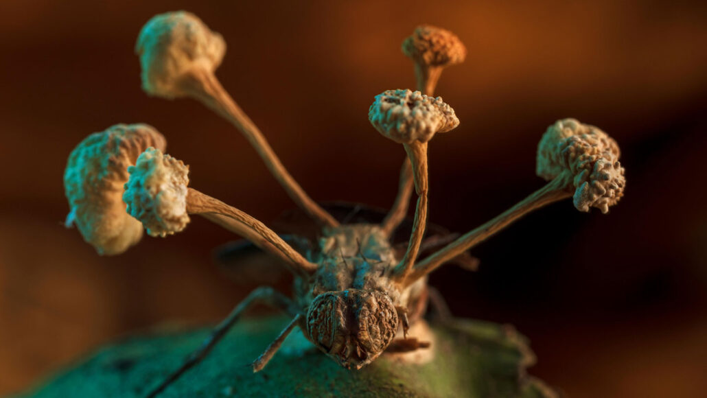 A close-up of a 'zombie' fungus erupting from the body of a fly. The fungus has long, thin stalks ending in puffy 'heads'.