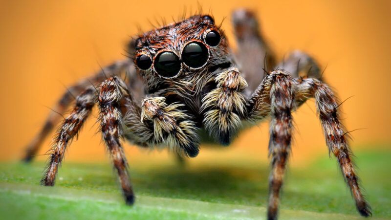 a close-up photo of a jumping spider