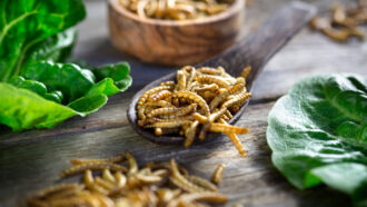 mealworms on a table, in a wooden spoon, and in a wooden bowl, surrounded by green leaves