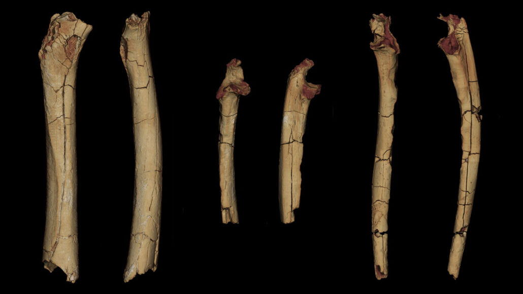 3-D models of an upper leg bone and two forearm bones, each shown from two angles