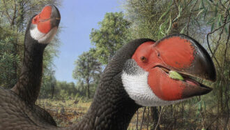 illustration of 'demon ducks' eating in a grassland. The ducks are huge with red and black beaks