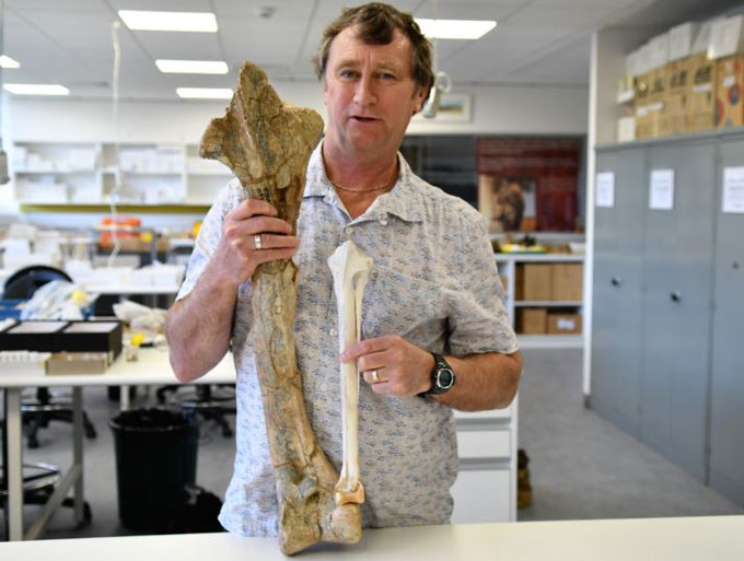Paleontologist Trevor Worthy holds a giant fossilized leg bone in one hand and a visibly much smaller leg bone of an emu in the other hand, as he stands in an office.