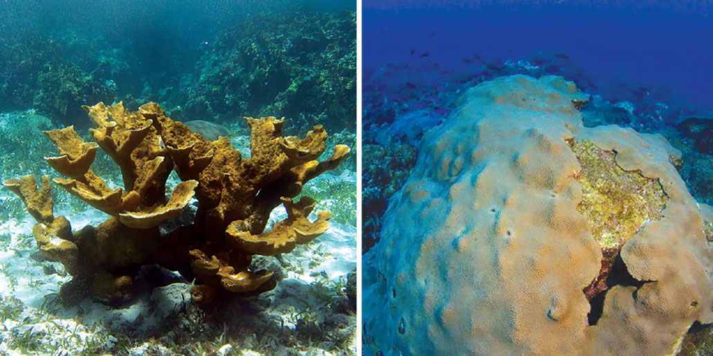 underwater images of elkhorn coral and mountainous star coral with reef visible in the background